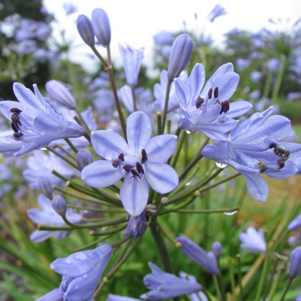 Thompson & Morgan Agapanthus Bluestorm Plant Pot 10L 2 Pack Image 2