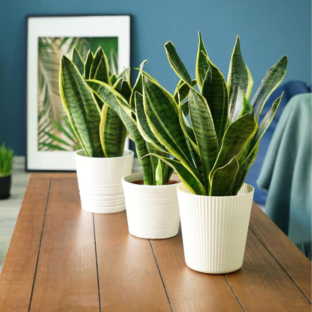 Thompson and Morgan Sansevieria Var. Laurentii Plant Pot and Incredifeed Compost 19cm Image 2