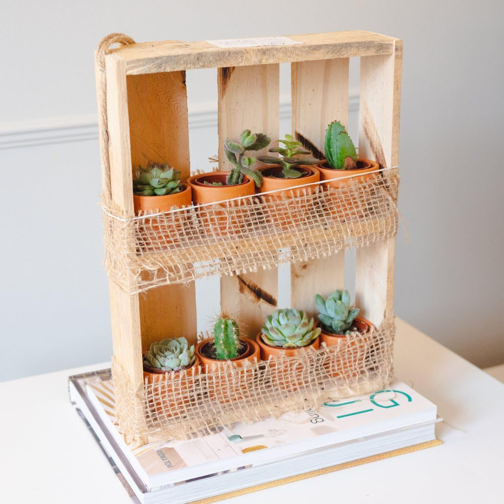 Thompson and Morgan 2 Shelf Hanging Wooden Succulent Shelf with 8 Plants Image 2