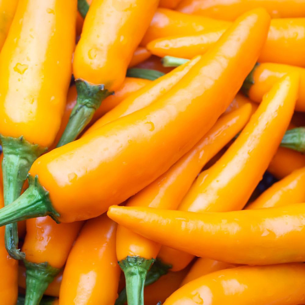 Thompson and Morgan Chilli Jalapeno Capsicum Annuum Golden Jalapeno Seed Packet Image 2