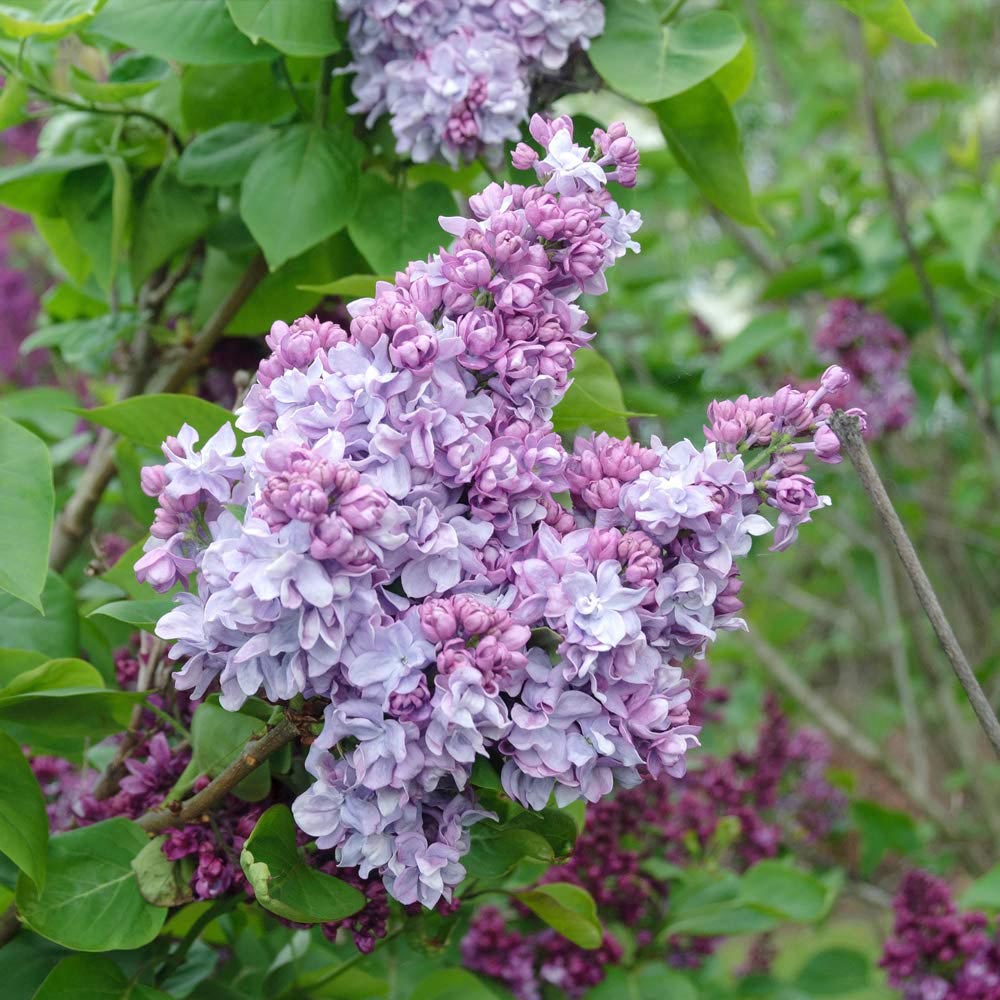 Thompson and Morgan Syringa Vulgaris Katherine Havemeyer Plant in Pot 12L Image 3