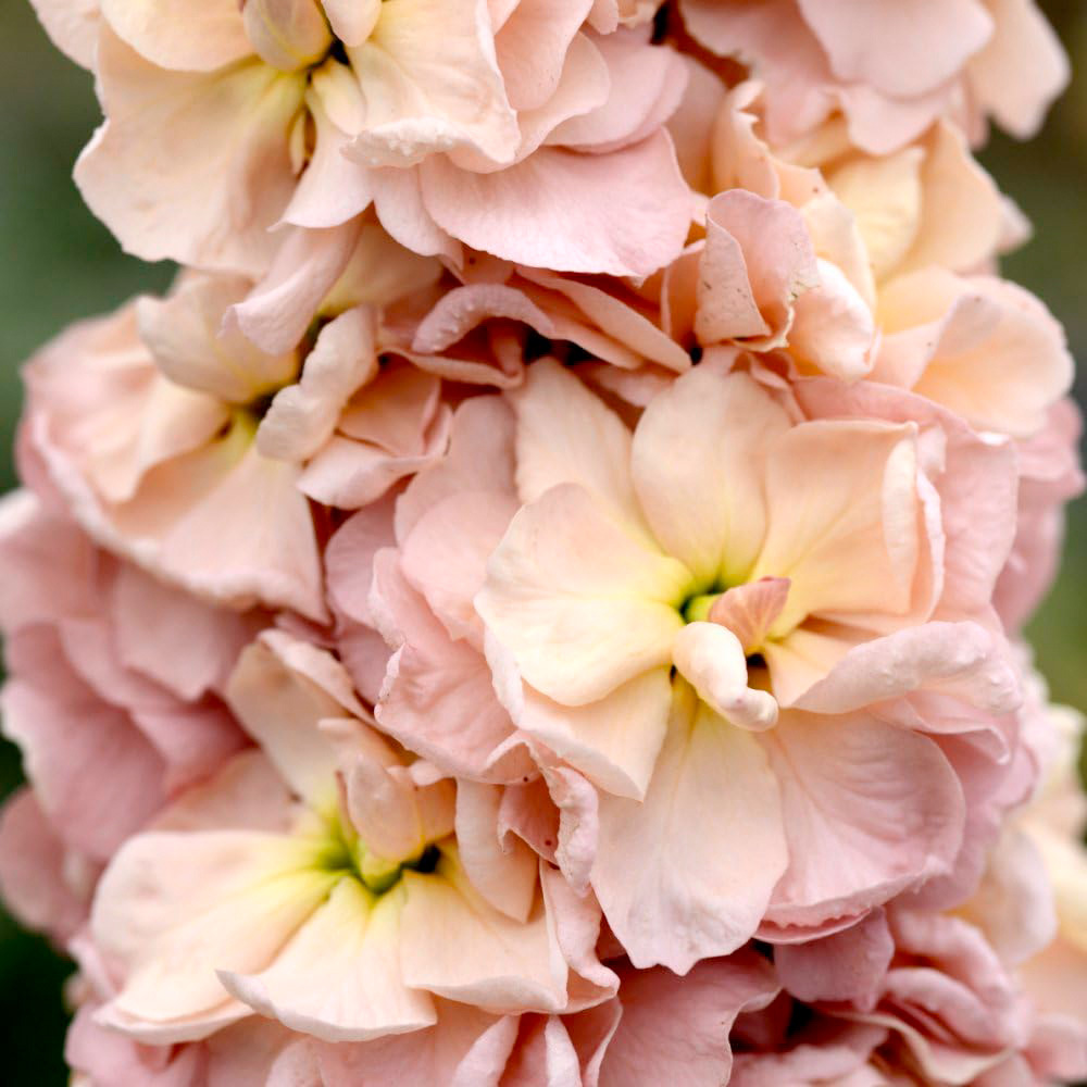 Thompson & Morgan Stock Apricot Column Seeds Image 3