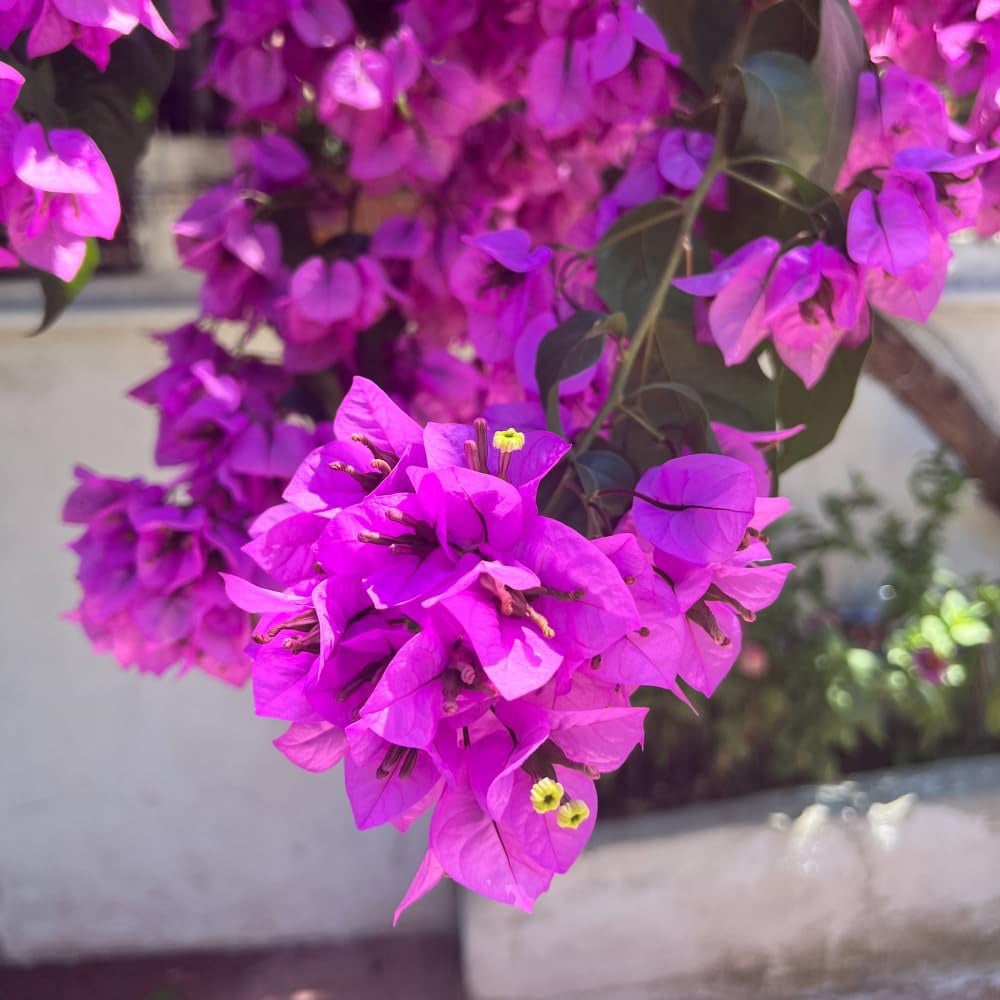 Thompson and Morgan Bougainvillea Alexandra Pyramid Plant Pot 17cm 2 Pack Image 2