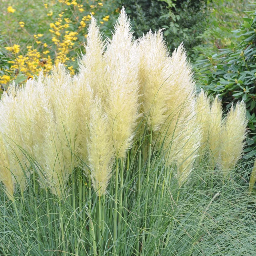 Thompson and Morgan White Cortaderia Selloana Plant Pot 9cm Image 1