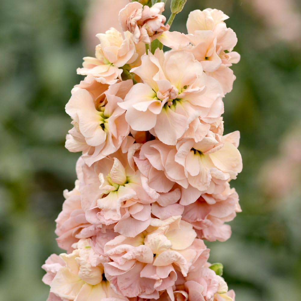 Thompson & Morgan Stock Apricot Column Seeds Image 1
