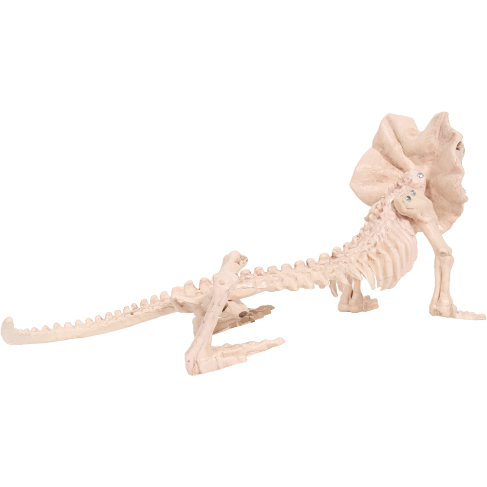 Skeleton Lizard Decoration Neutral Image 3