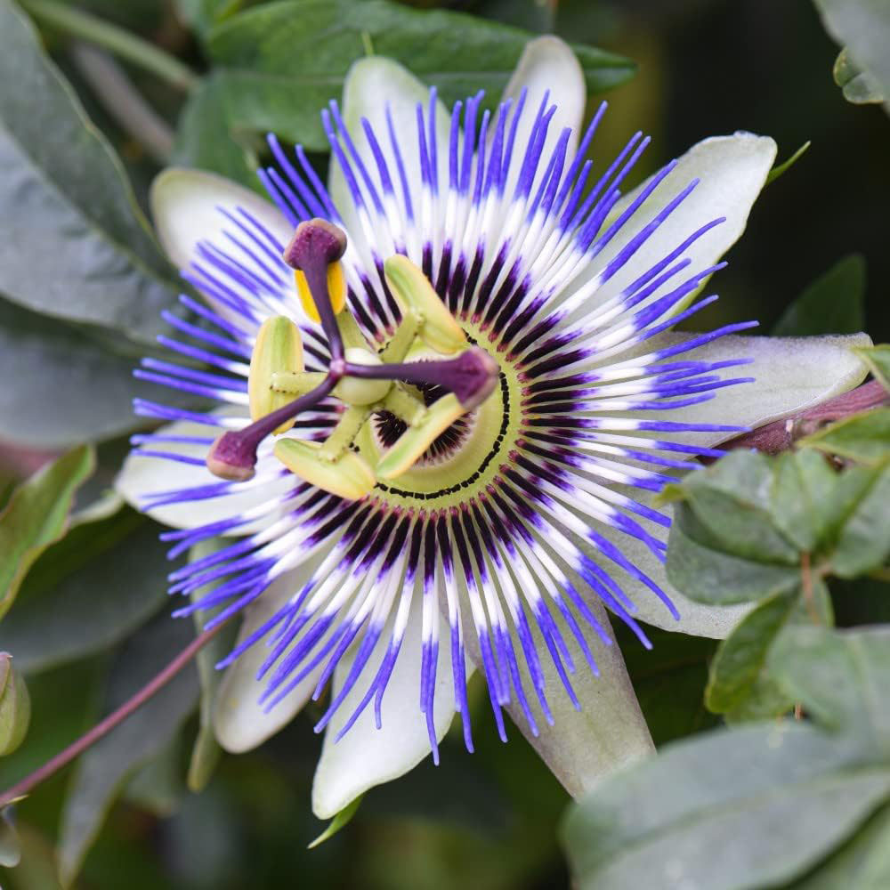 Thompson and Morgan Passiflora Collection Plant Pot 9cm 3 Pack and Tower Pot Image 2