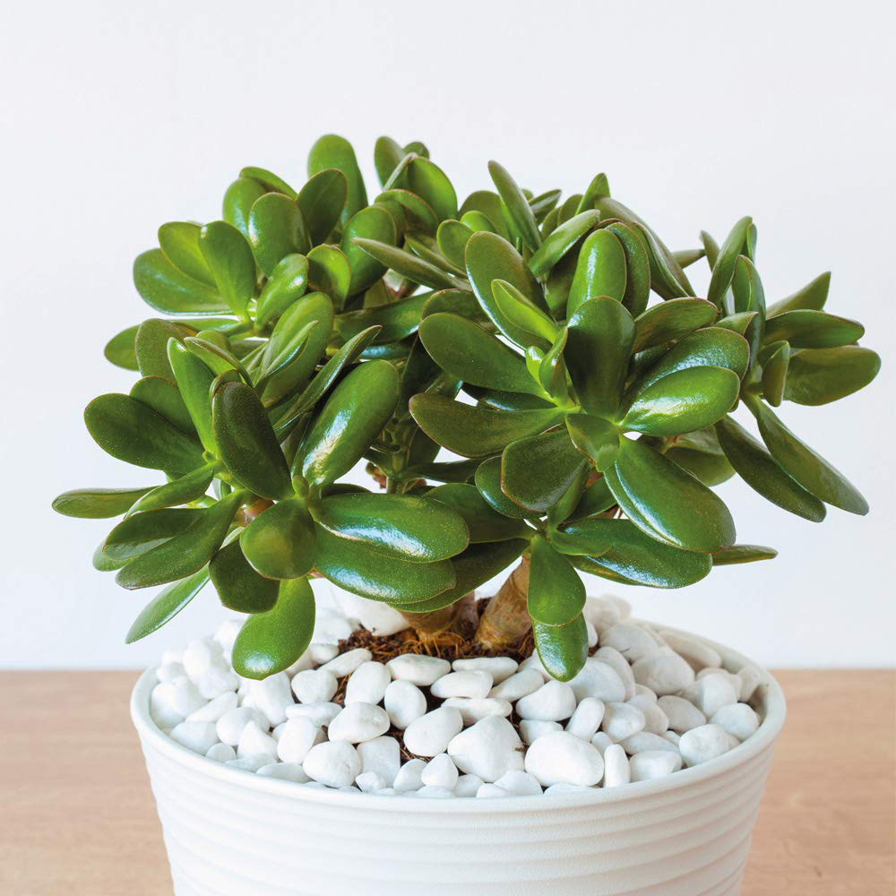 Thompson and Morgan Crassula Ovata Potted Plant 12cm 3 Pack Image 5