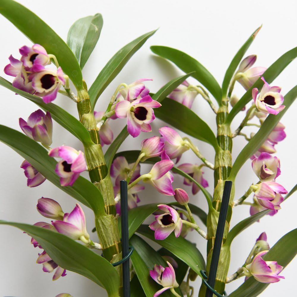 Thompson & Morgan Dendrobium Nobile Sunny Eye 2 Branch Potted Plant Image 3
