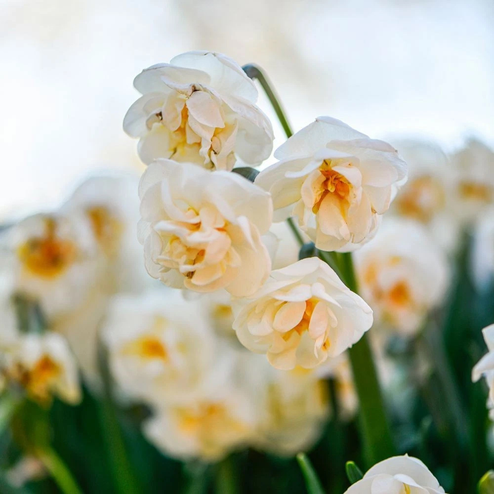 Thompson and Morgan Daffodil Bridal Crown Creamy White and Yellow Planting Bulb 32 Pack Image 2