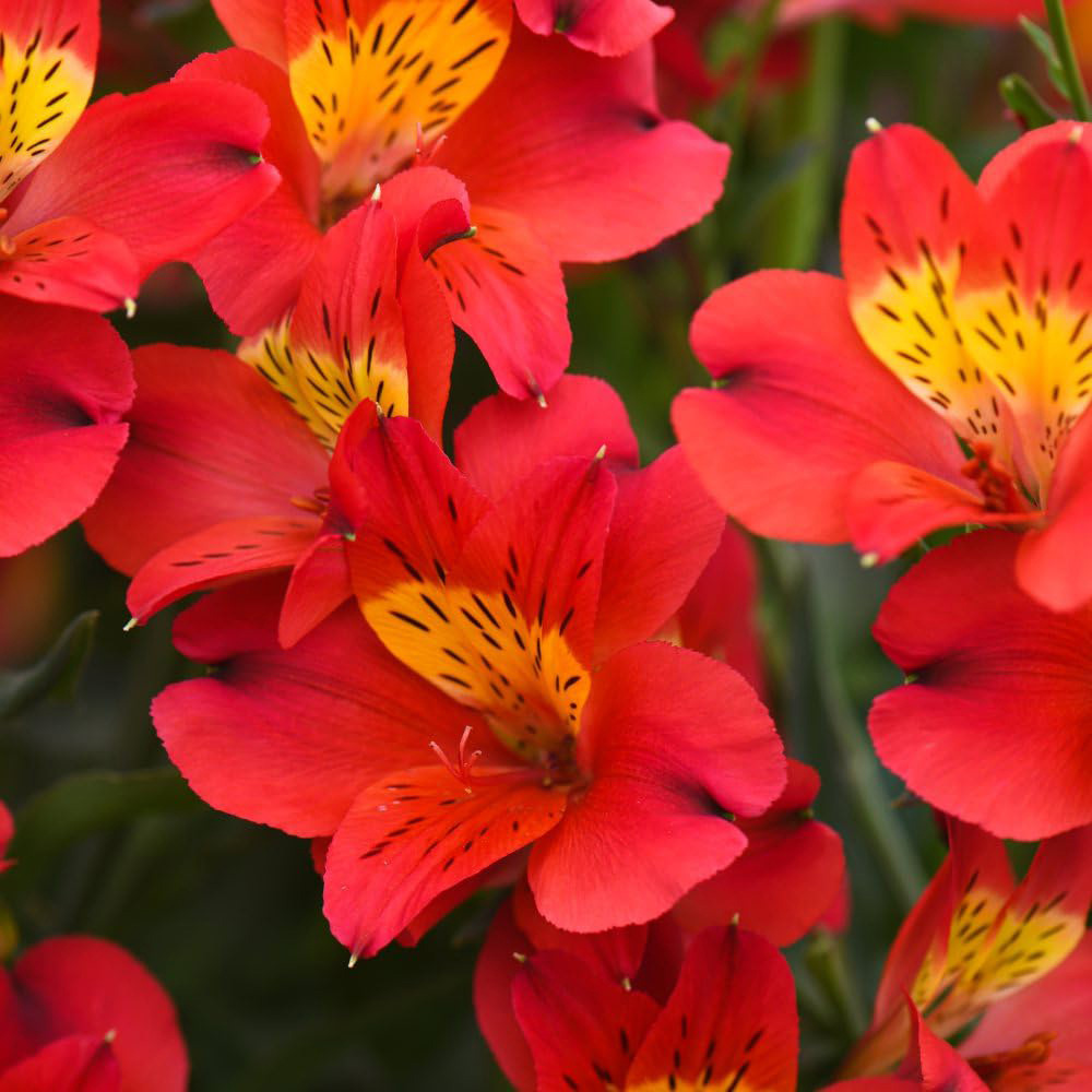 Thompson & Morgan Alstroemeria Summer Heat Jumbo Plant Plug Image 1
