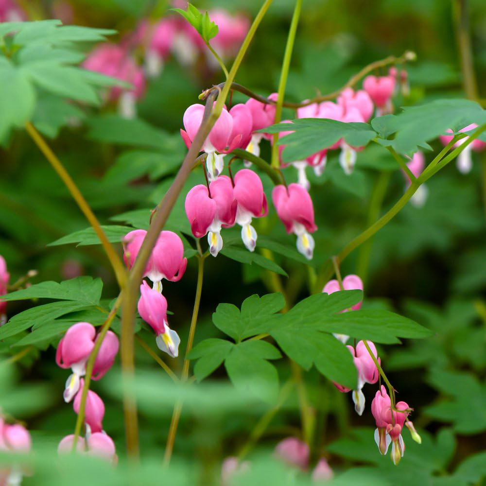 Thompson and Morgan Dicentra Spectabilis Bleeding Heart Pink Plant Pot 9cm 3 Pack Image 3