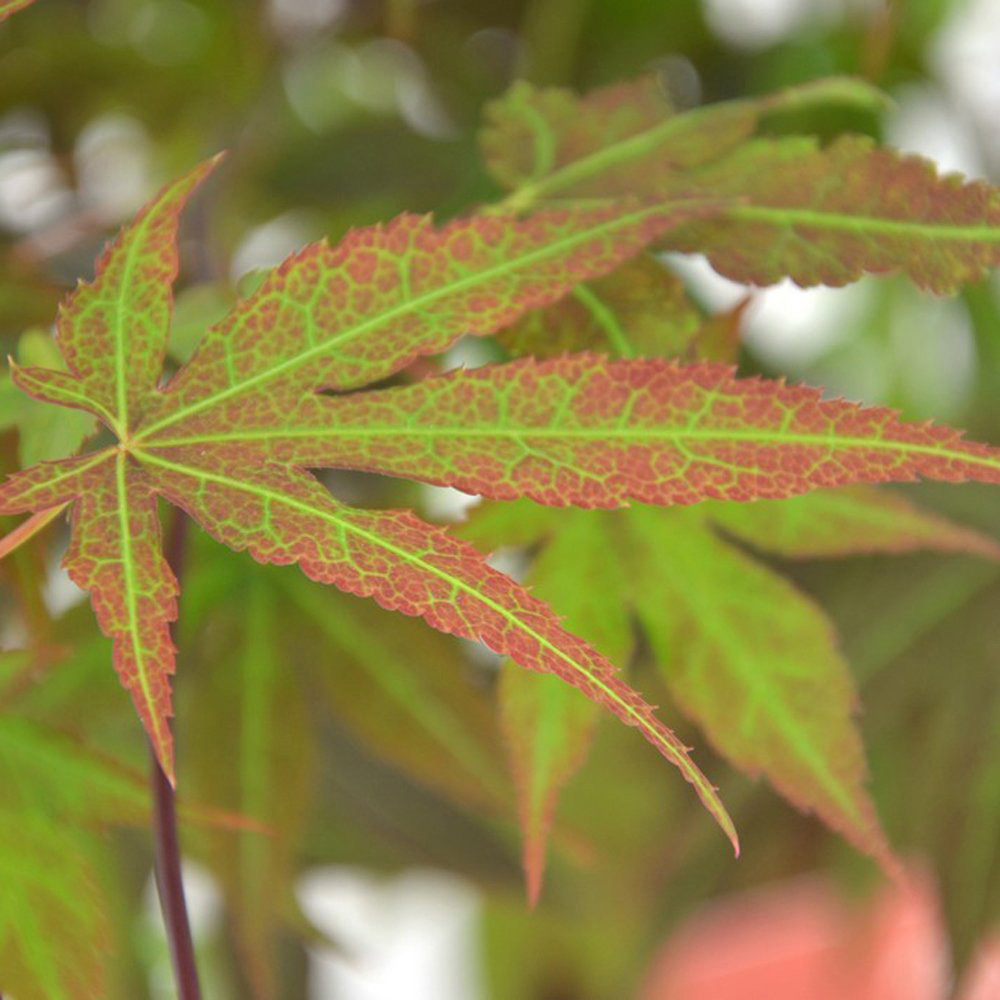 Thompson and Morgan Acer Palmatum Atropurpureum Plant Pot 3L 2 Pack Image 2