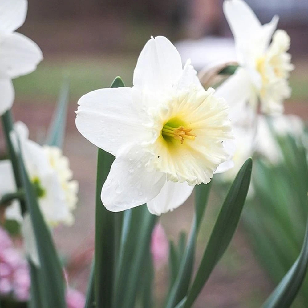 Thompson and Morgan Daffodil White Diamonds Mixture Autumn Planting Bulb 16 Pack Image 2