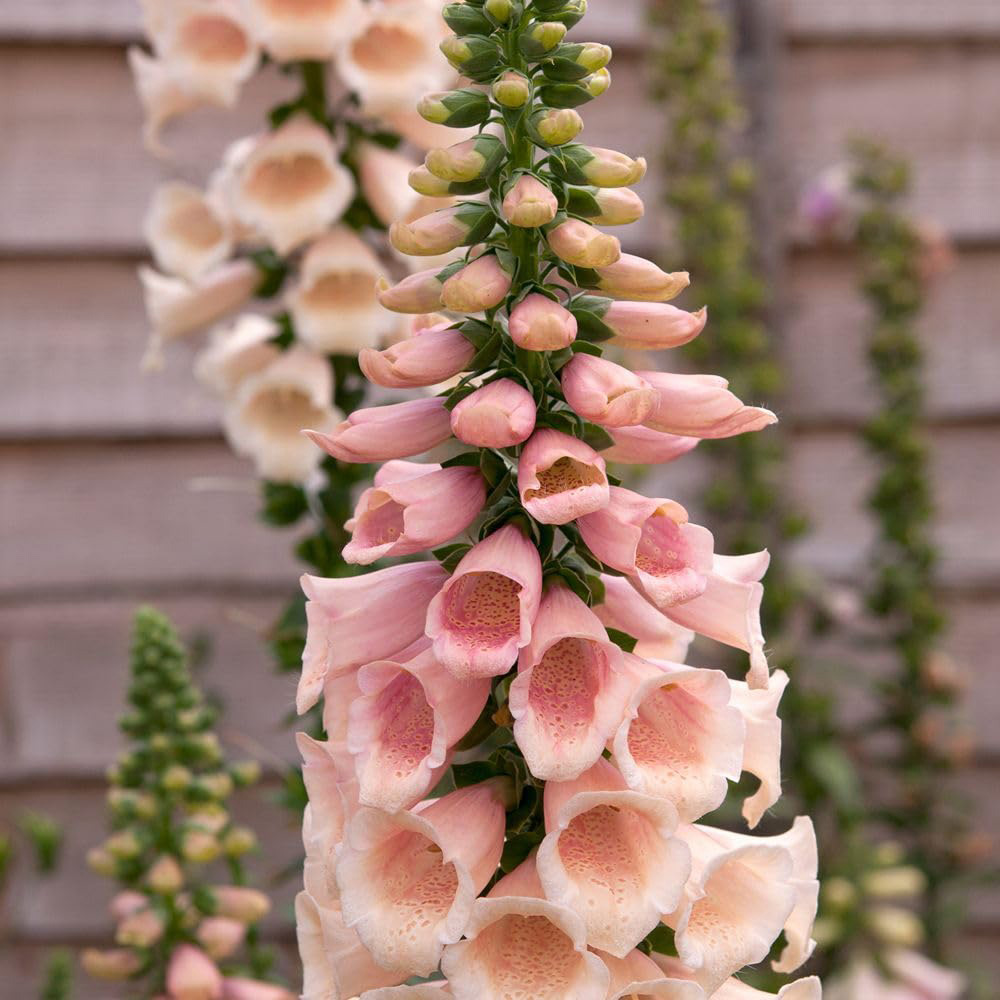 Thompson and Morgan Digitalis Foxglove Dalmatian Peach Plant Plug 6 Pack Image 3