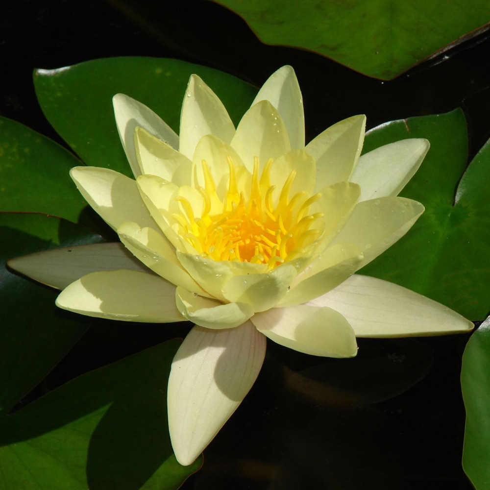 Thompson & Morgan Water Lily Trio Pond Basket Planting Kit Image 4