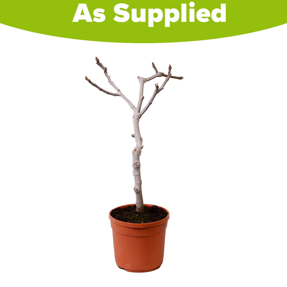 YouGarden Mini Standard Sicilian Fig Image 3