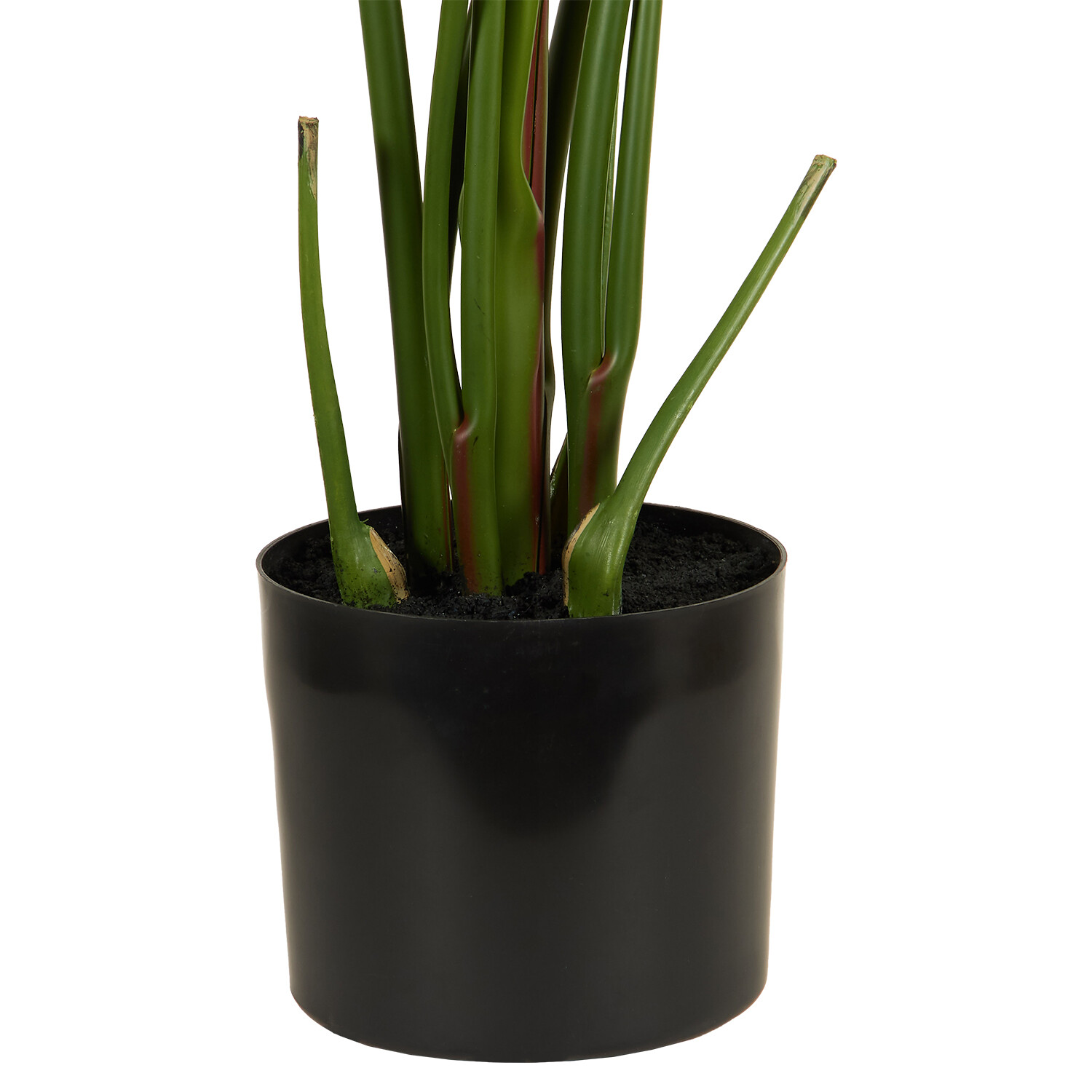 Travellers Palm Tree - Green Image 5