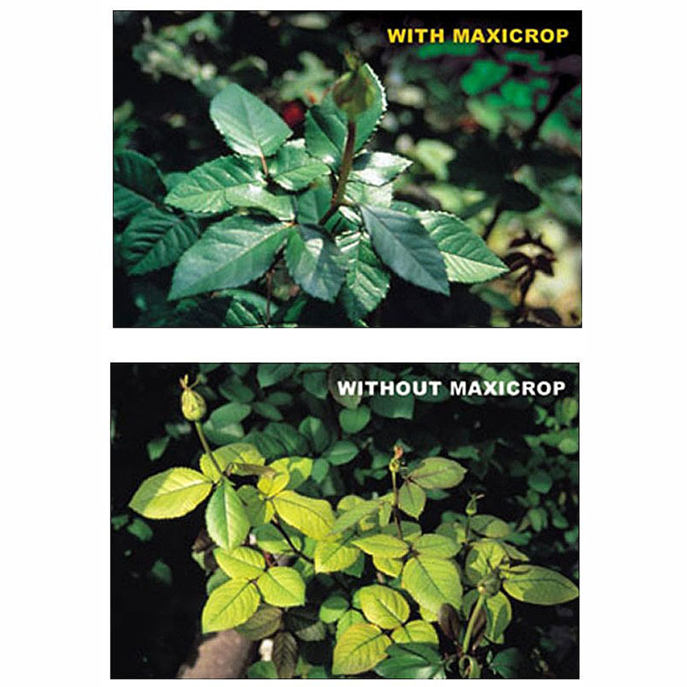 Thompson and Morgan Maxicrop Original Seaweed Extract 500ml Image 2