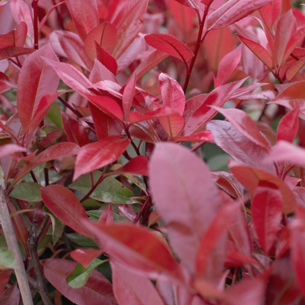 Thompson and Morgan Photinia Fraseri Red Robin Plant Pot 3L 4 Pack Image 3