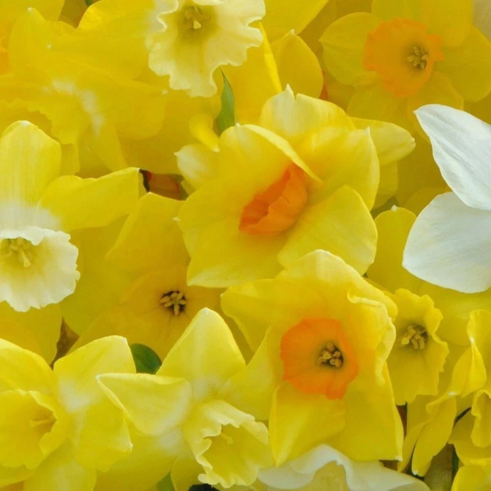 Thompson and Morgan Daffodil Jonquilla Martinette Planting Bulb 32 Pack Image 5