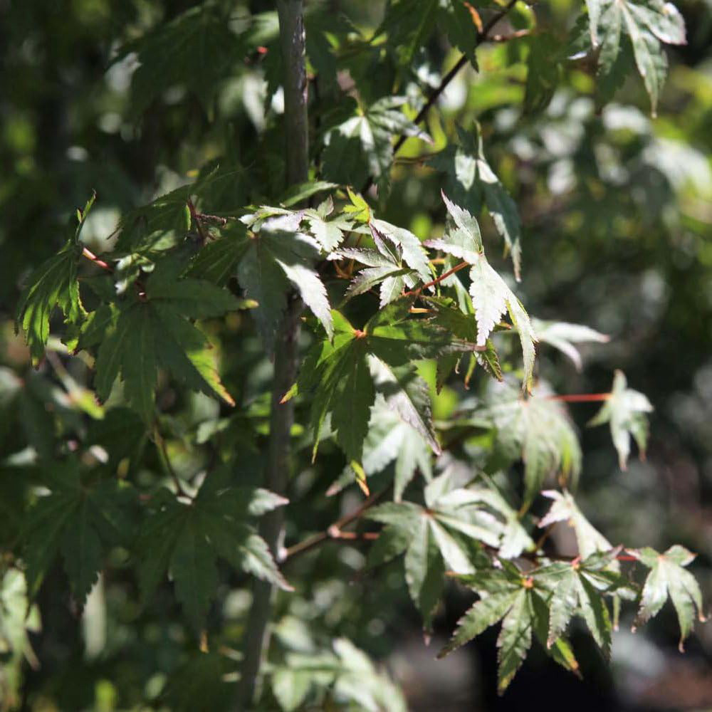 Thompson and Morgan Acer Palmatum Plant Pot 3.5L Image 2