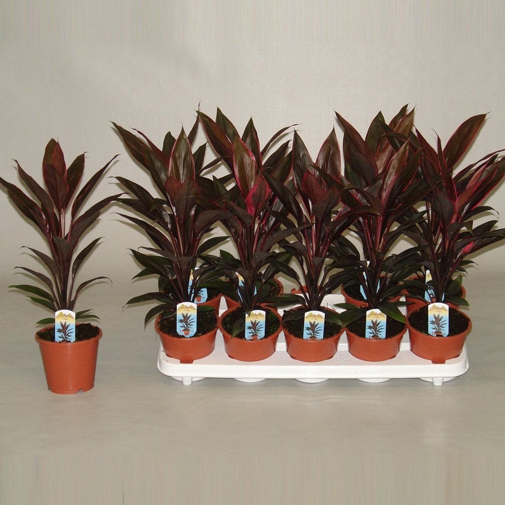 Thompson & Morgan Cordyline Tango Potted Plant 12cm Image 5