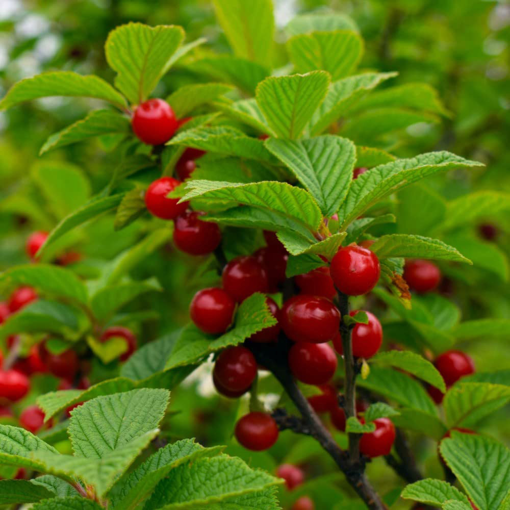 Thompson and Morgan Mini Cherry Prunus Avium Sylvia Fruit Plant Pot 9cm Image 2