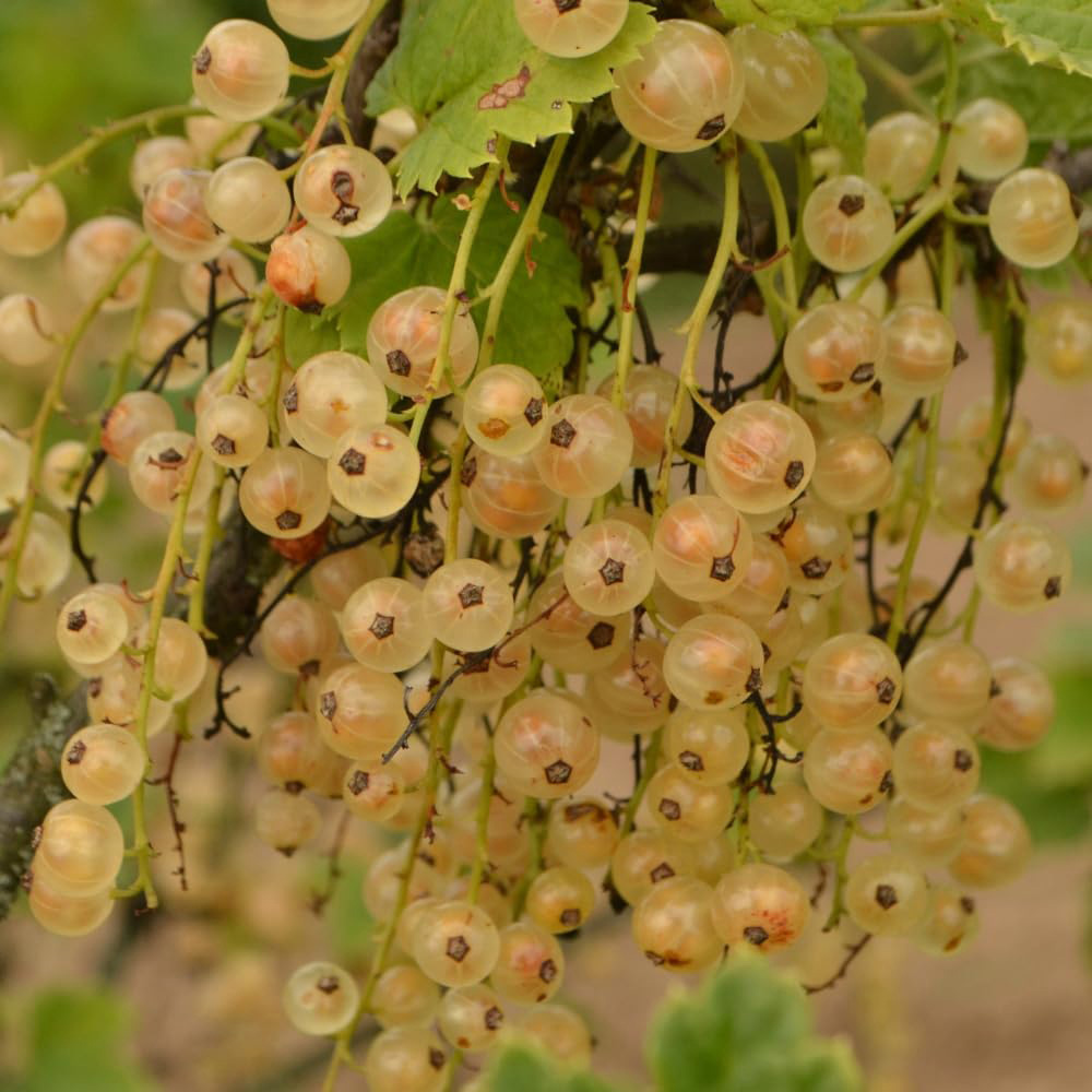 Thompson and Morgan Currant Trio Braided Stem Potted Plant 24cm Image 4