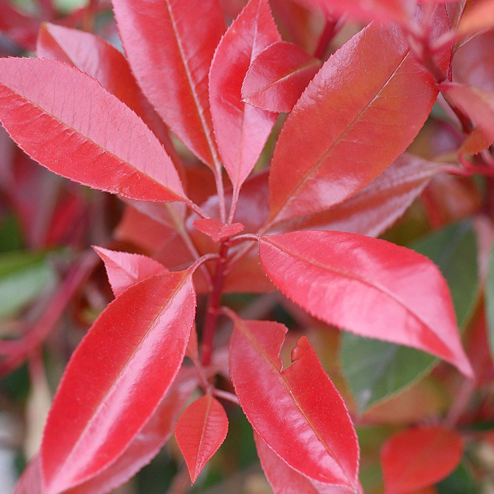 Thompson and Morgan Photinia Fraseri Red Robin Pot Plant 3L Image 5