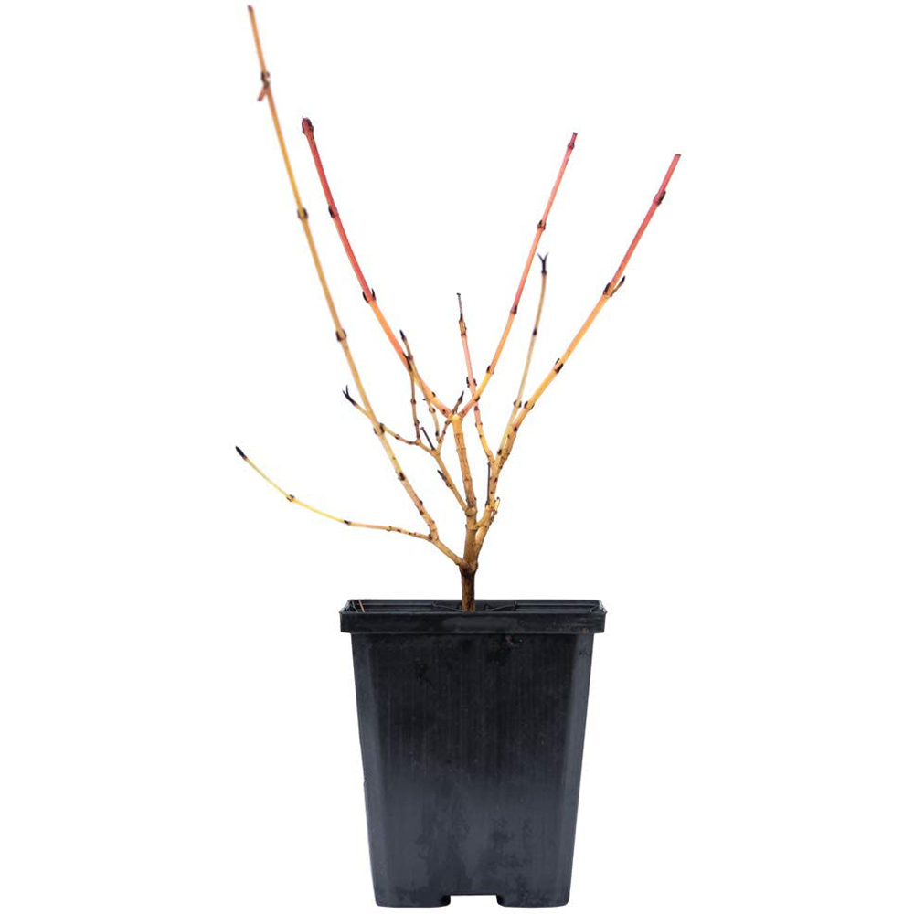 Thompson and Morgan Cornus Winter Flame Plant Pot 9cm 3 Pack Image 5