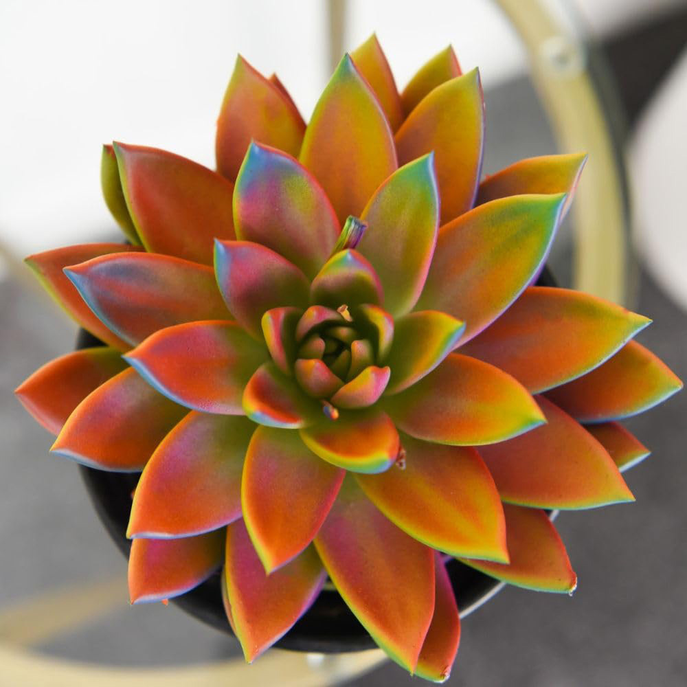 Thompson and Morgan Echeveria Miranda Chameleon Plant Pot 12cm 2 Pack Image 3