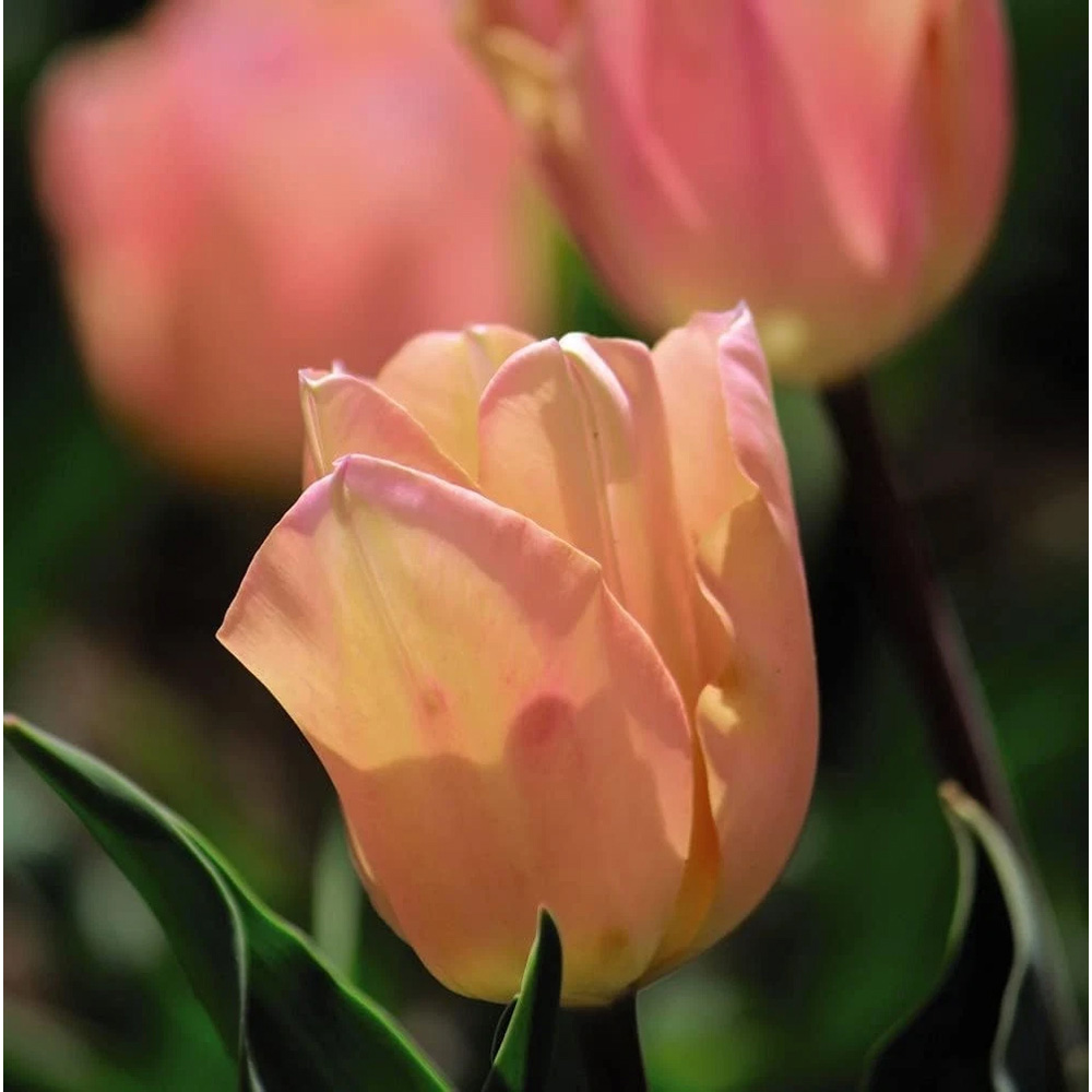 Thompson and Morgan Tulip Apricot Beauty Autumn Planting Bulb 32 Pack Image 4
