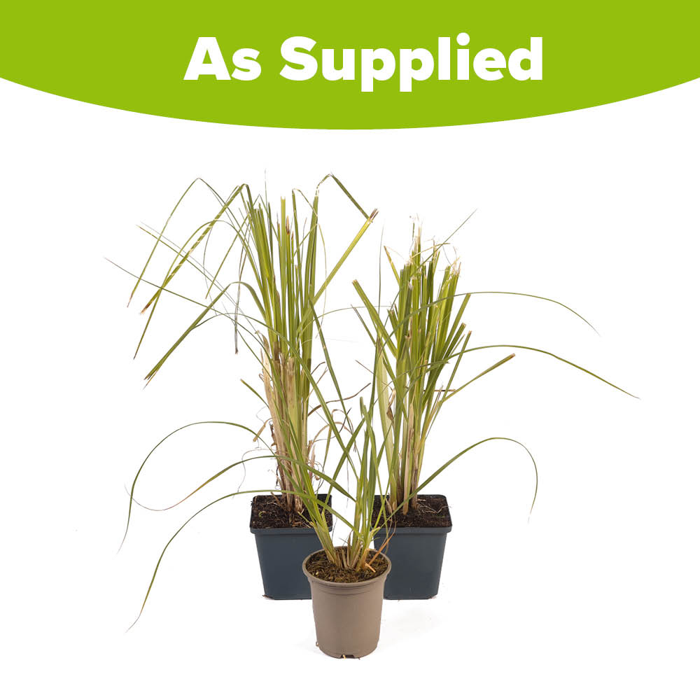 YouGarden Pampas Grass Collection Pot 9cm 3 Pack Image 5