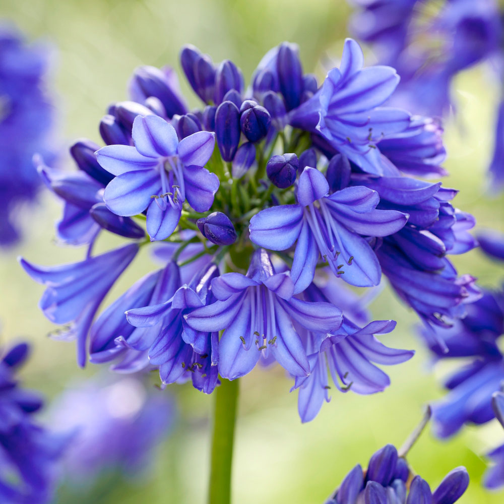 Thompson and Morgan Agapanthus Blue and White Coll Bare Root 12 Pack with Plant Pot 39cm 2 Pack Image 3