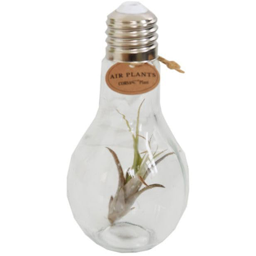 Thompson and Morgan Tillandsia Air Plant in Glass Bulb with Rope Image 2