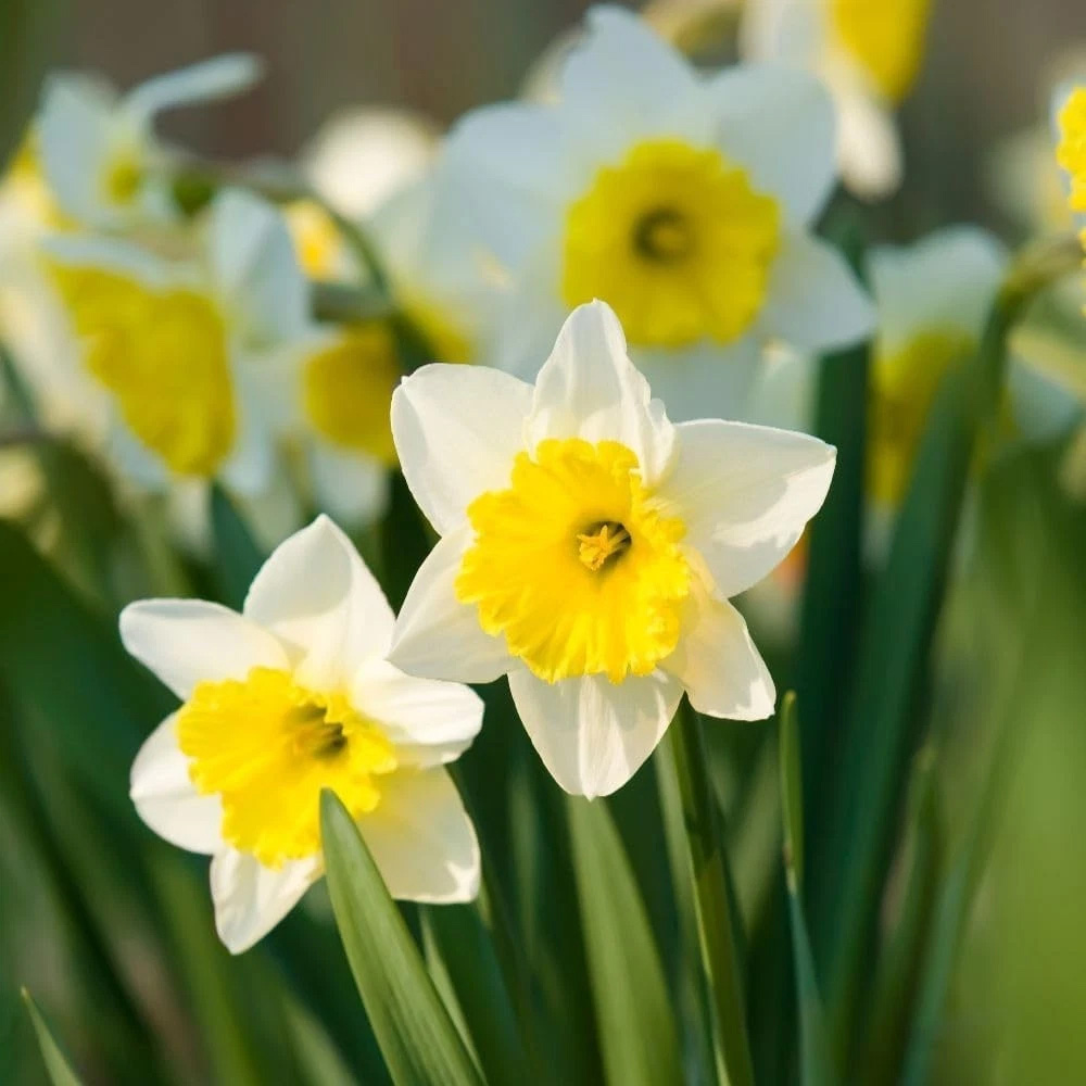 Thompson and Morgan Daffodil Attraction Planting Bulb 16 Pack Image 4