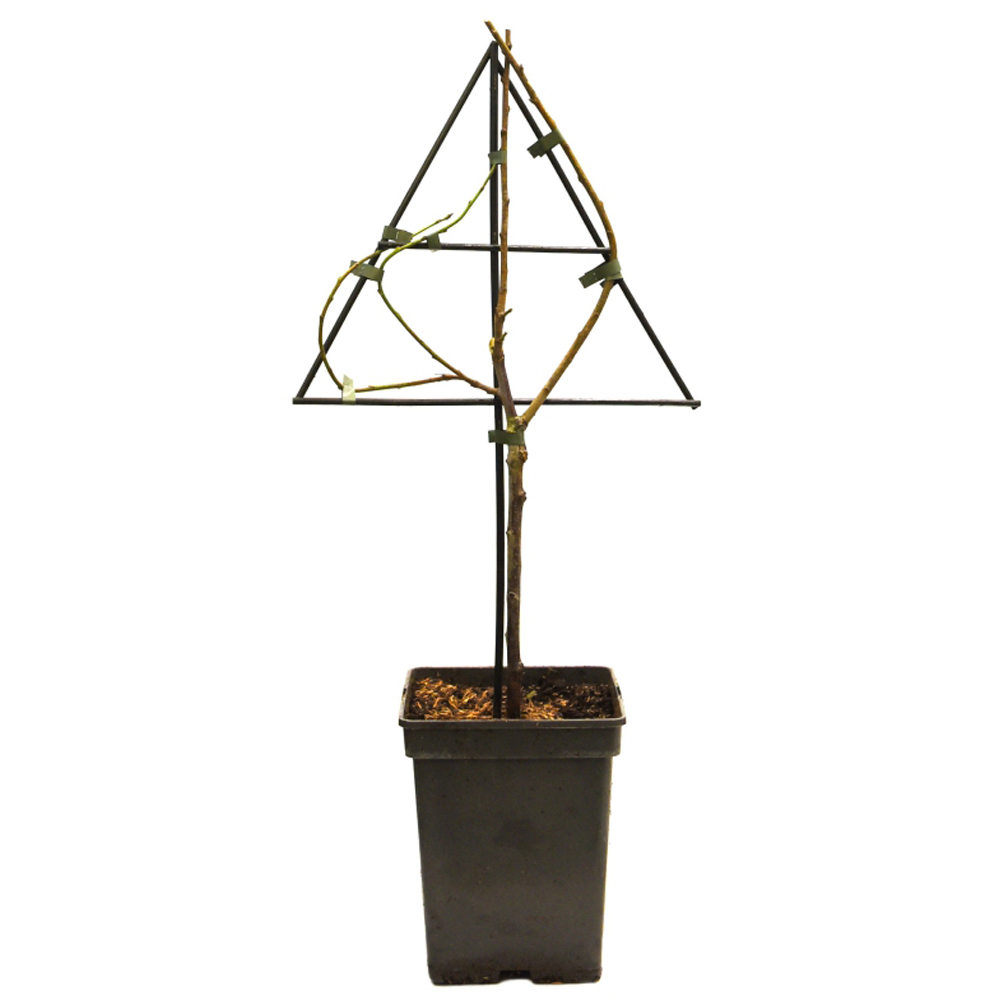 Thompson and Morgan Apple Malus Golden Delicious Espalier Plant Pot 5L Image 2