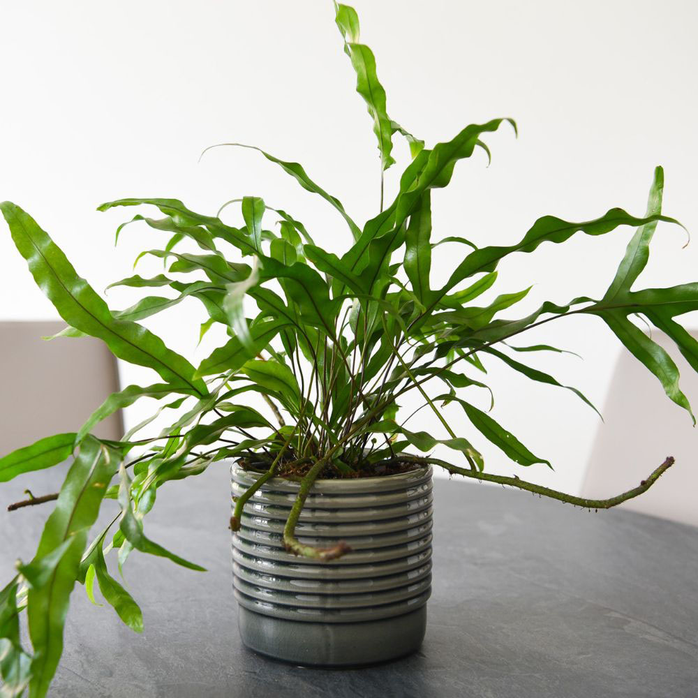 Thompson and Morgan Microsorum Diversifolium Plant Pot 12cm Image 4