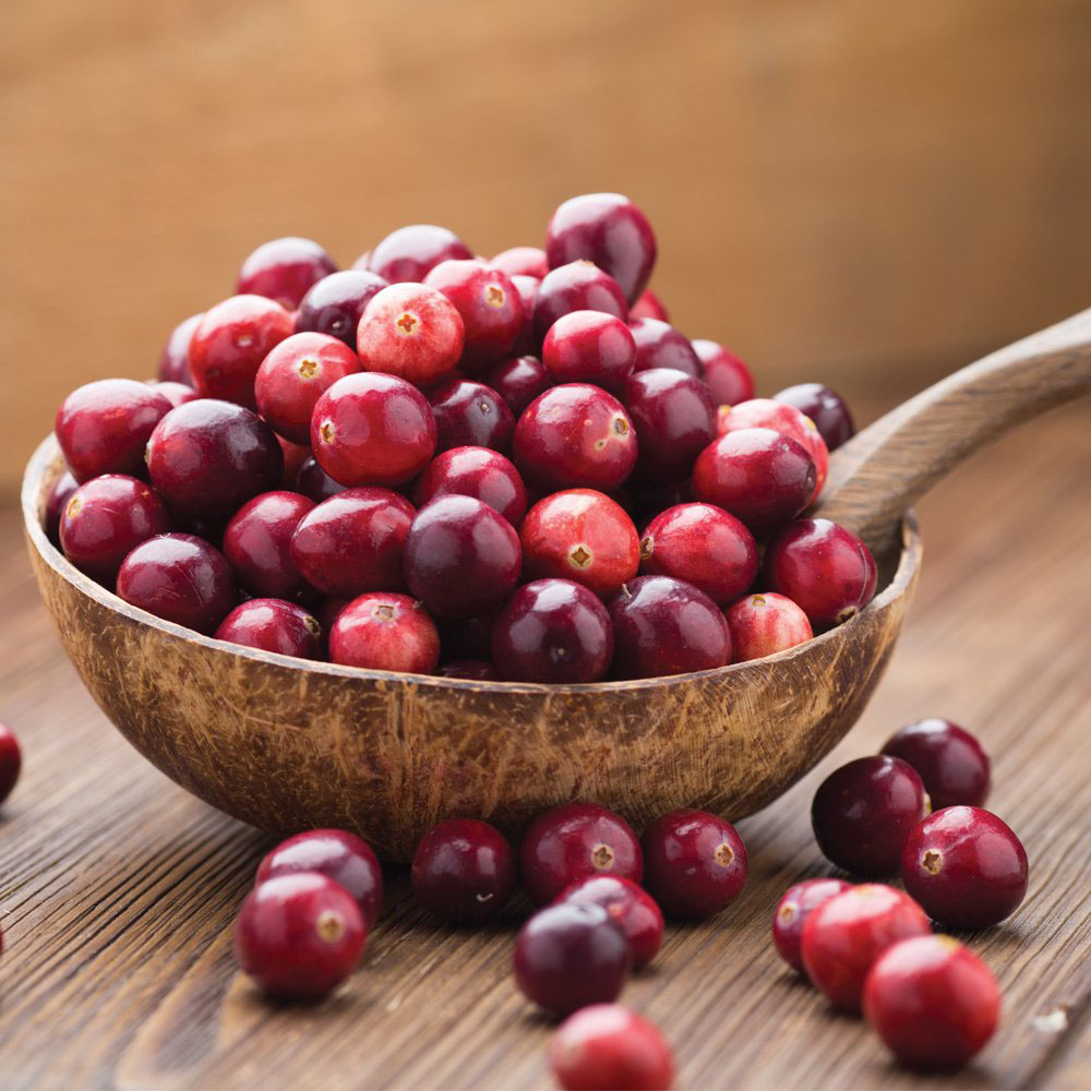 Thompson & Morgan Cranberry Vaccinium macro Pilgrim Potted Plant Image 3