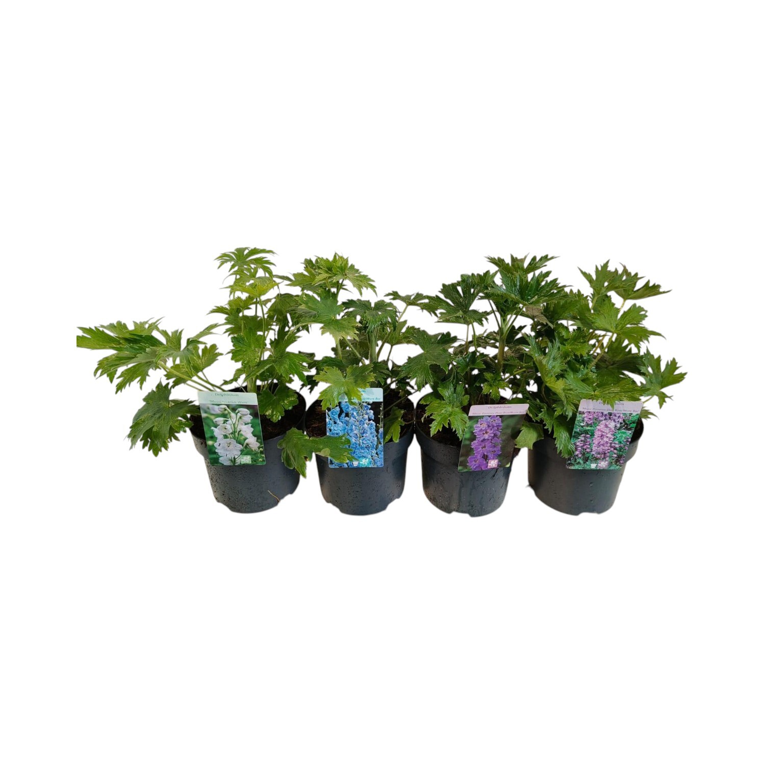 Delphinium Perennial Plant Light Blue Image