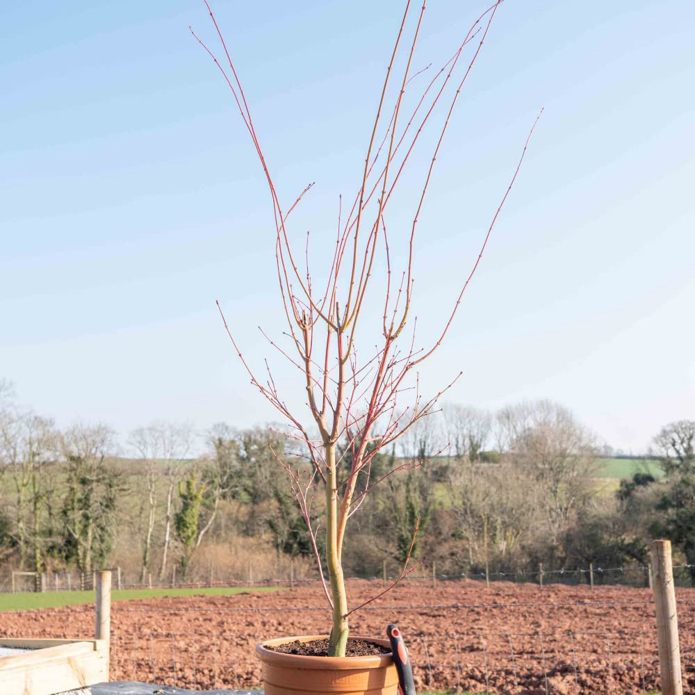 Thompson and Morgan Acer Palmatum Sango-kaku Plant Pot 10.5cm Image 5