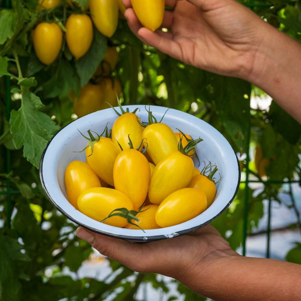Thompson and Morgan Tomato Bliss F1 Seed Packet Image 2