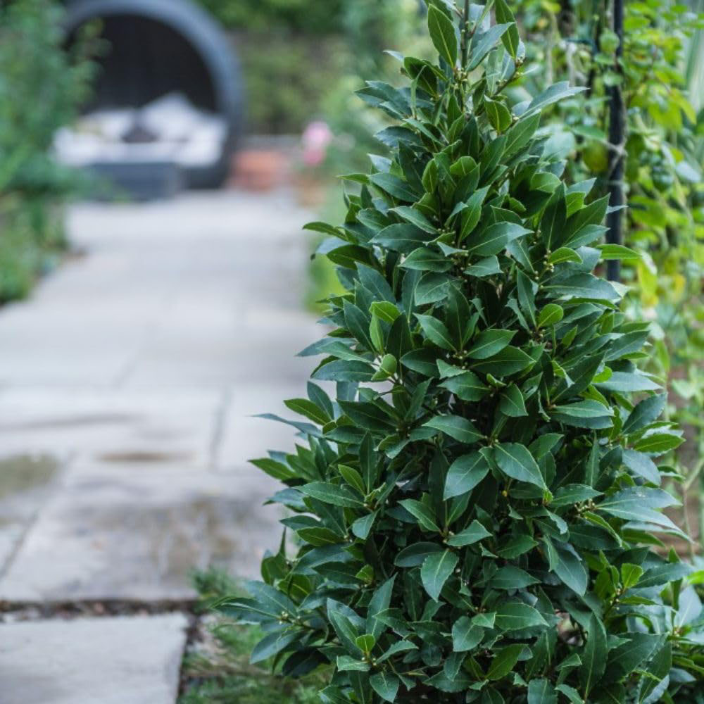 Thompson & Morgan Laurus Nobilis Pyramid Tall Potted Plant 20cm Image 2