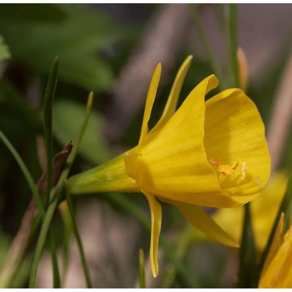Thompson and Morgan Daffodil Bulbicodum Planting Bulb 8 Pack Image 2