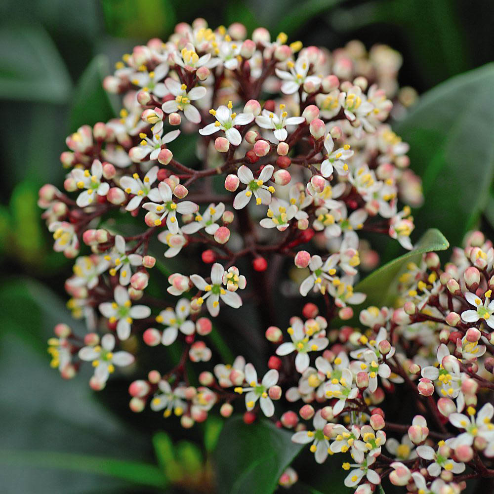 Thompson and Morgan Skimmia Japonica Rubella Plant Pot 9cm 2 Pack Image 1