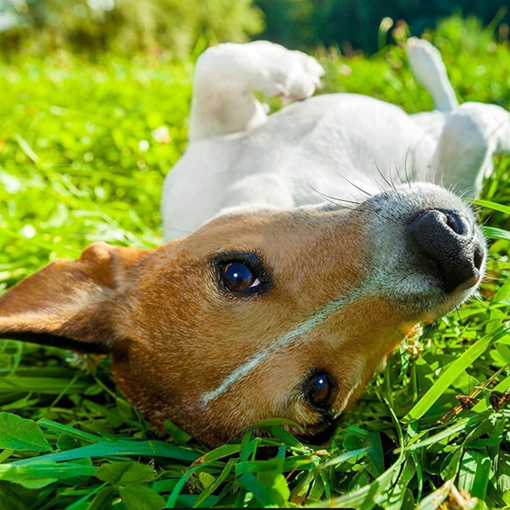 Pro-Kleen Lemon Fragrance Kennel Kleen Cleaner 5L Bubblegum Fragrance 5L 4 Pack Image 2