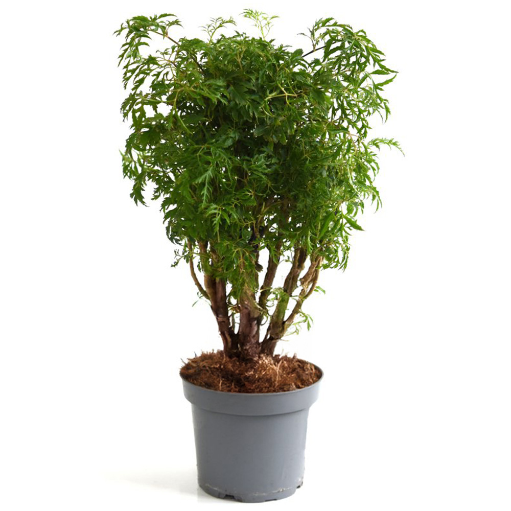 Thompson & Morgan Polyscias Fruticosa Ming Potted Plant Image 4