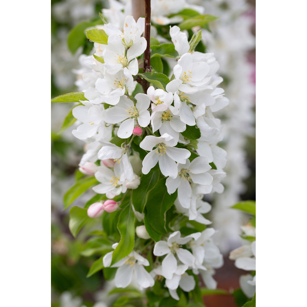 Frank P Matthews Trees Malus Jelly King Tree in Pot 12L Image 2