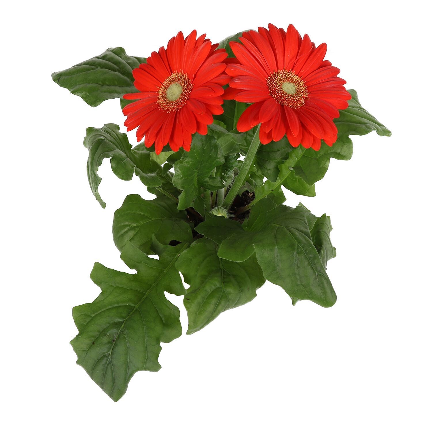 Gerbera Outdoor Plant Image 2